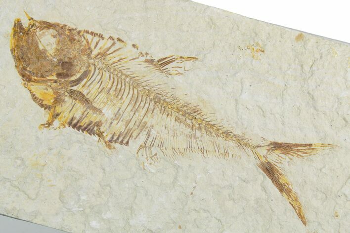 Detailed Fossil Fish (Diplomystus) - Wyoming #357675
